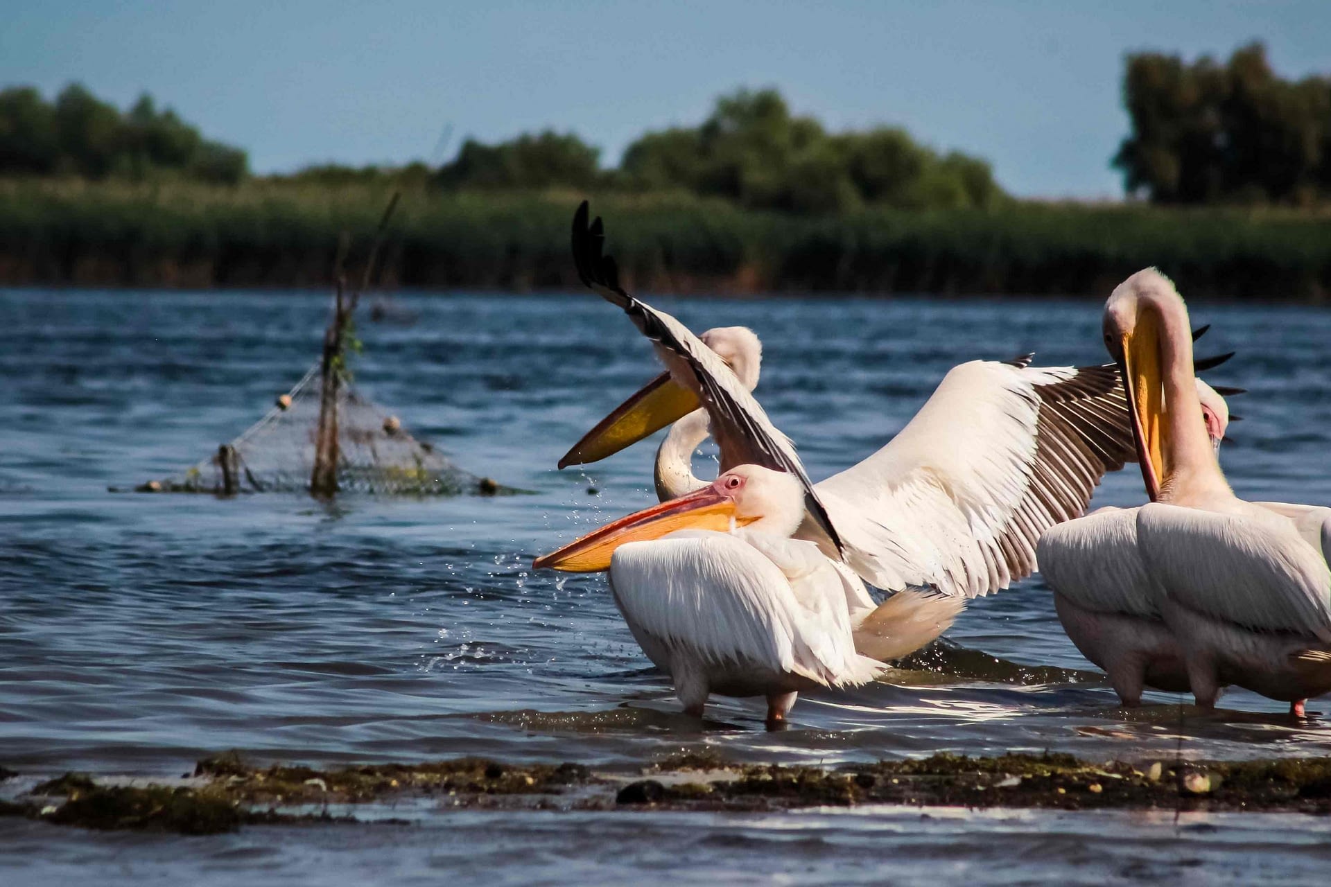 pelicani in delta dunarii