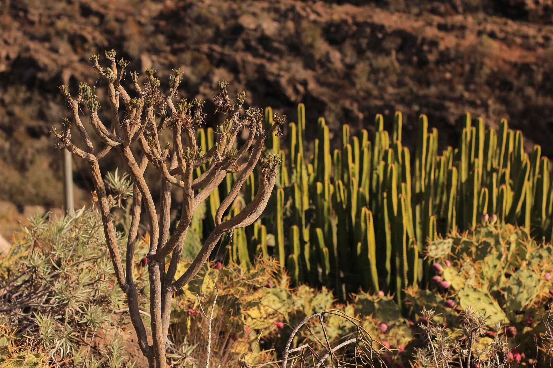 cactusi in tenerife